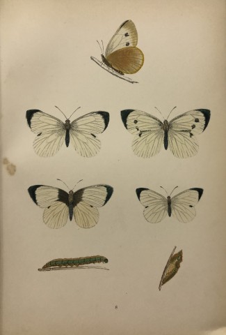 Rev FO Morris -Print of British Butterflies 1895
