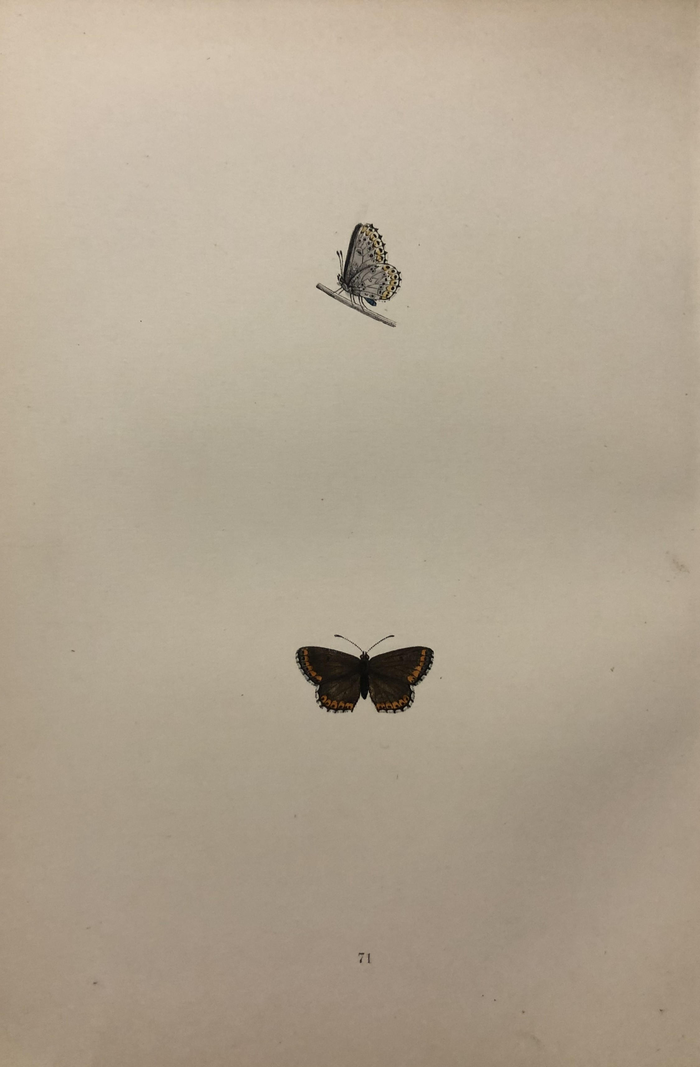 Rev FO Morris -Print of British Butterflies 1895