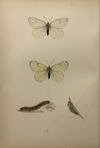 Rev FO Morris -Print of British Butterflies 1895