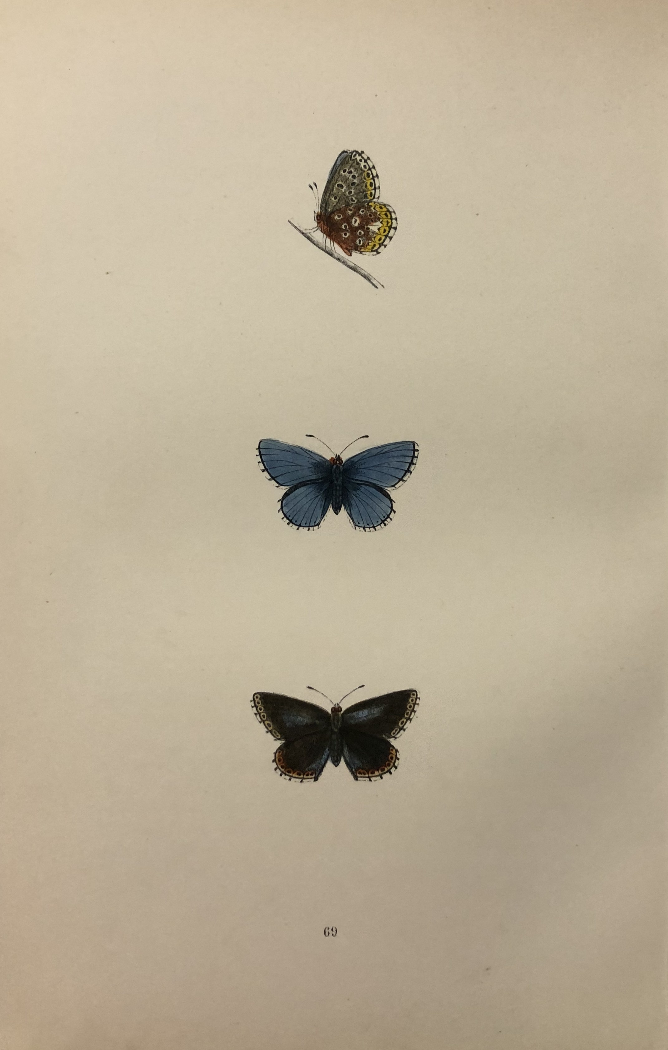 Rev FO Morris -Print of British Butterflies 1895