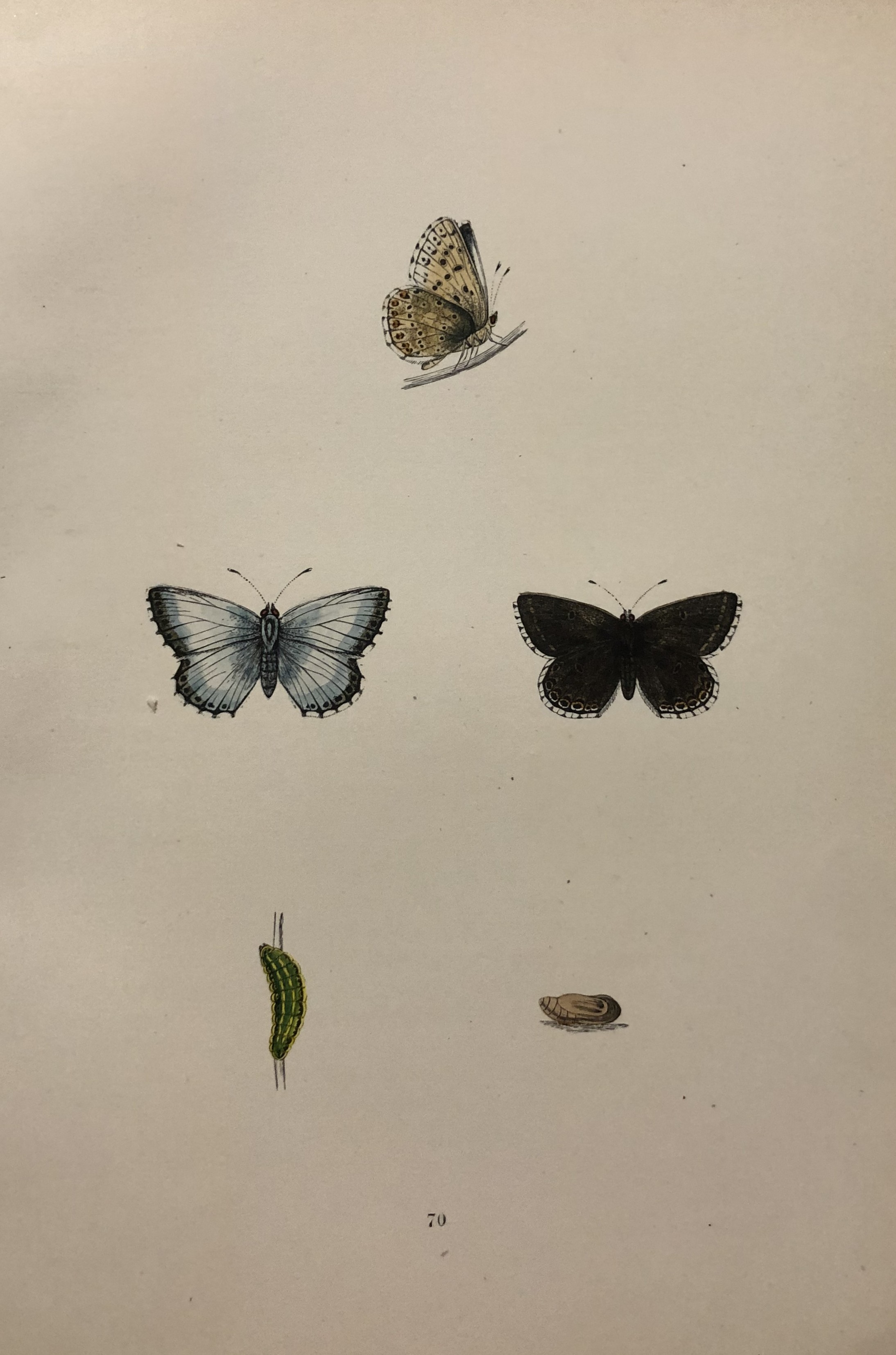 Rev FO Morris -Print of British Butterflies 1895