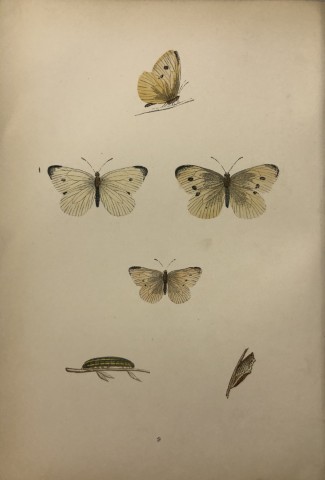 Rev FO Morris -Print of British Butterflies 1895