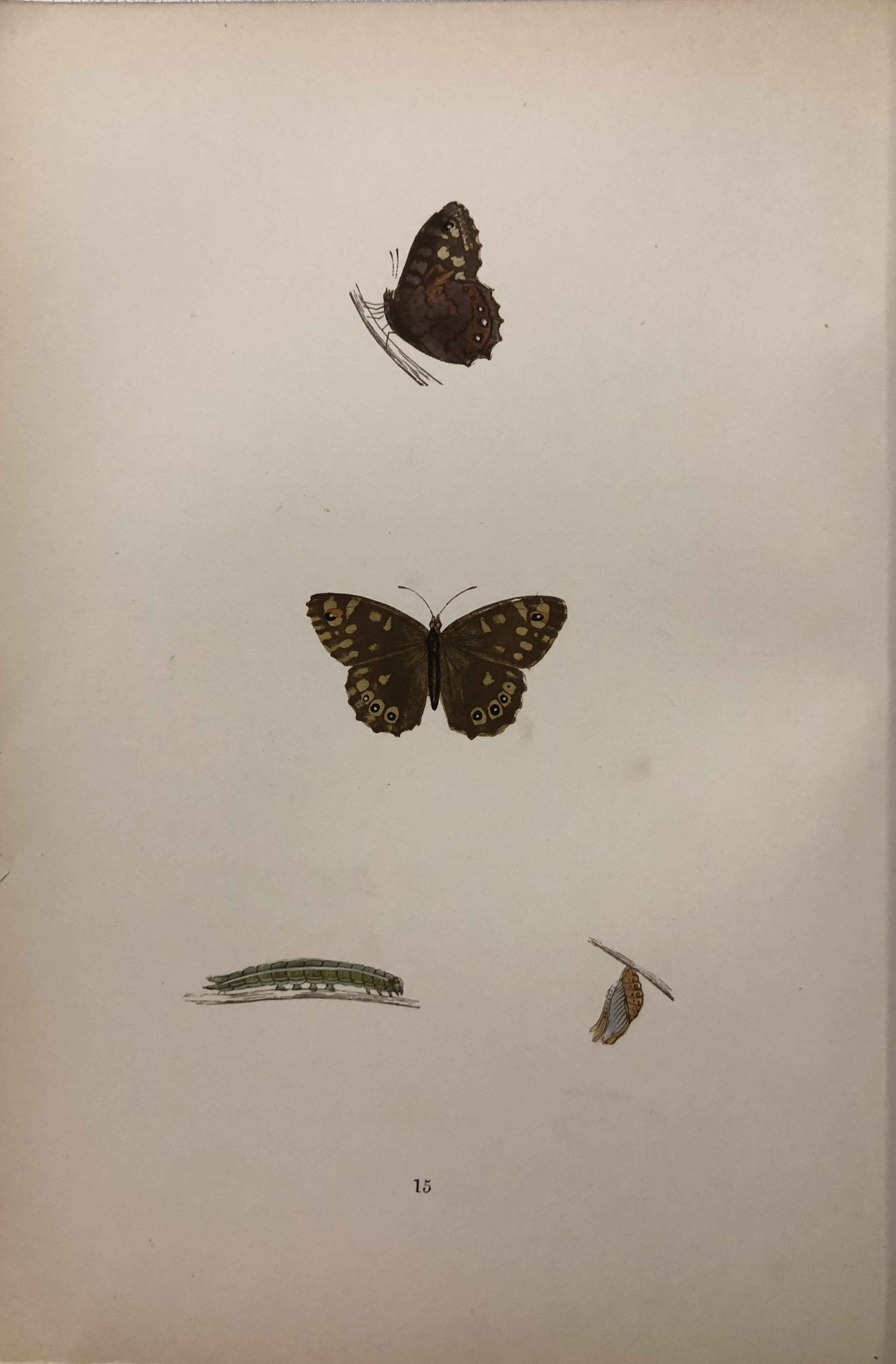 Rev FO Morris -Print of British Butterflies 1895