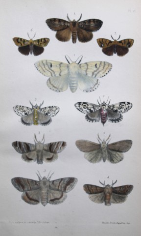 Rev FO Morris - Print of British Moths 1872