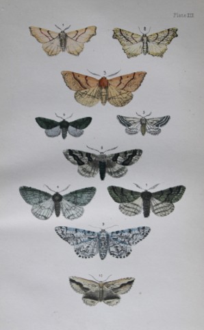 Rev FO Morris - Print of British Moths 1872