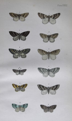 Rev FO Morris - Print of British Moths 1872