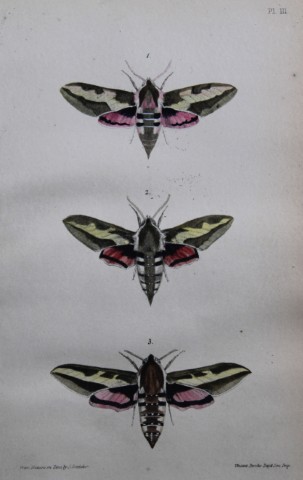 Rev FO Morris - Print of British Moths 1872