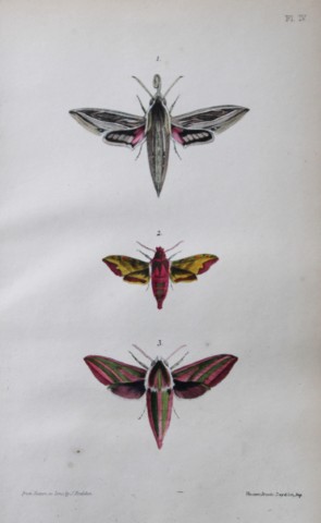 Rev FO Morris - Print of British Moths 1872