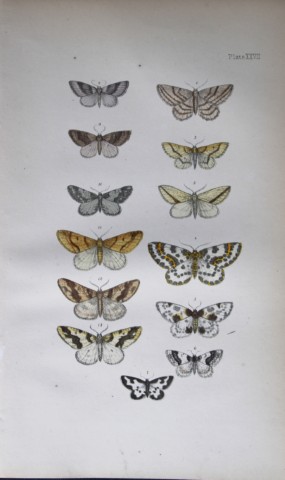 Rev FO Morris - Print of British Moths 1872