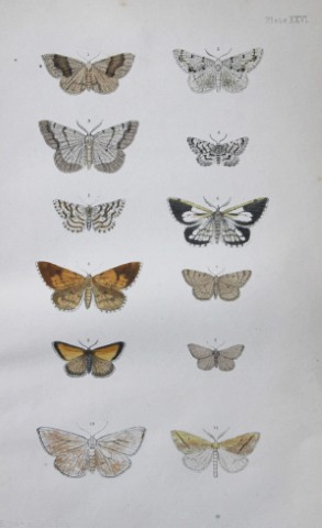 Rev FO Morris - Print of British Moths 1872