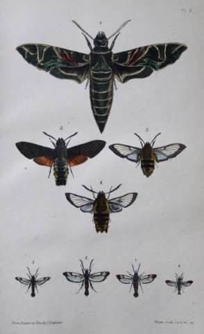 Rev FO Morris - Print of British Moths 1872