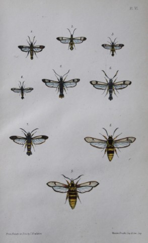 Rev FO Morris - Print of British Moths 1872
