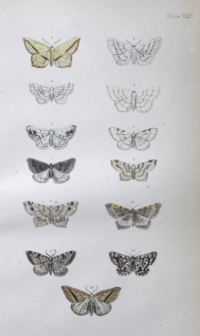 Rev FO Morris - Print of British Moths 1872