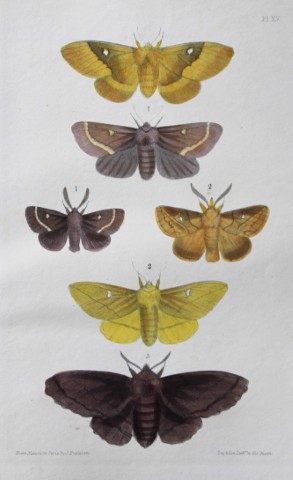 Rev FO Morris - Print of British Moths 1872