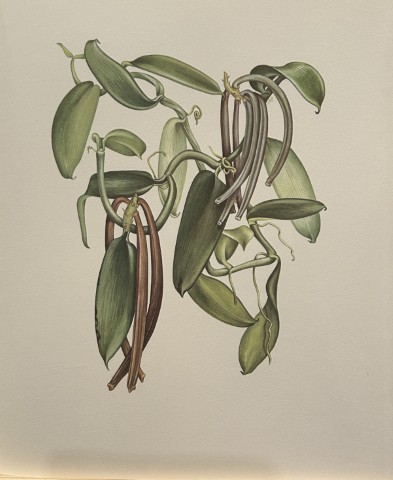 Mary Grierson - Beautiful lithograph of Orchids 1973