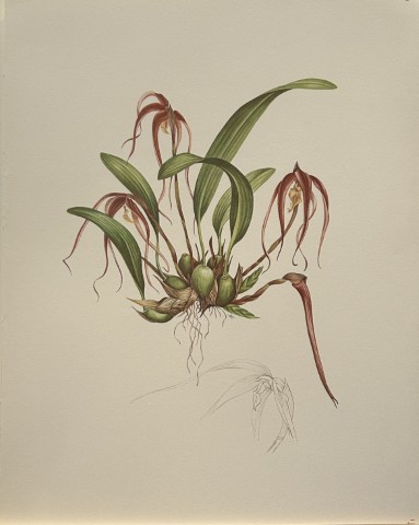 Mary Grierson - Beautiful lithograph of Orchids 1973