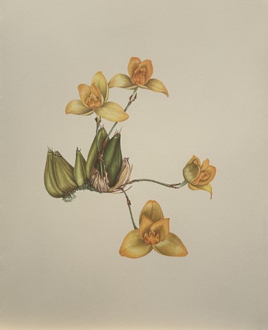 Mary Grierson - Beautiful lithograph of Orchids 1973