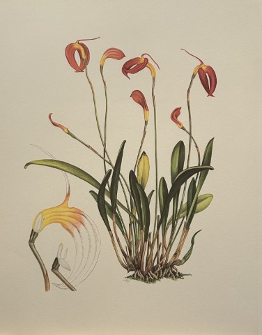 Mary Grierson - Beautiful lithograph of Orchids 1973