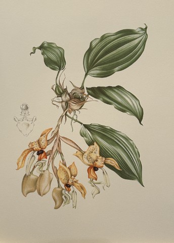 Mary Grierson - Beautiful lithograph of Orchids 1973