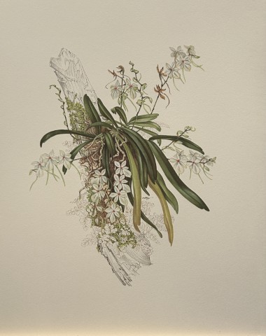 Mary Grierson - Beautiful lithograph of Orchids 1973