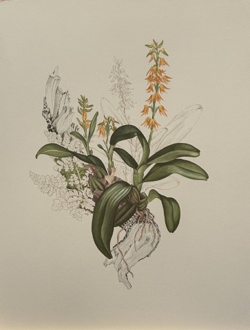 Mary Grierson - Beautiful lithograph of Orchids 1973