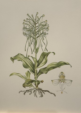 Mary Grierson - Beautiful lithograph of Orchids 1973