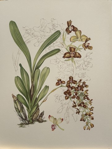 Mary Grierson - Beautiful lithograph of Orchids 1973