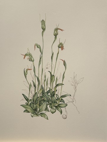Mary Grierson - Beautiful lithograph of Orchids 1973