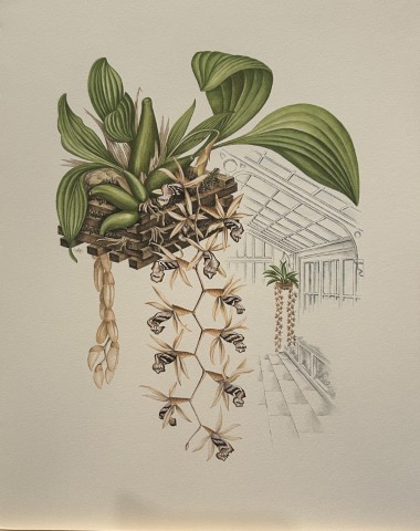 Mary Grierson - Beautiful lithograph of Orchids 1973