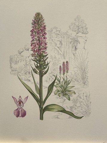 Mary Grierson - Beautiful lithograph of Orchids 1973