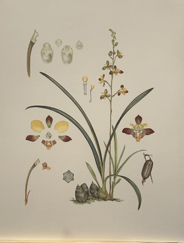 Mary Grierson - Beautiful lithograph of Orchids 1973