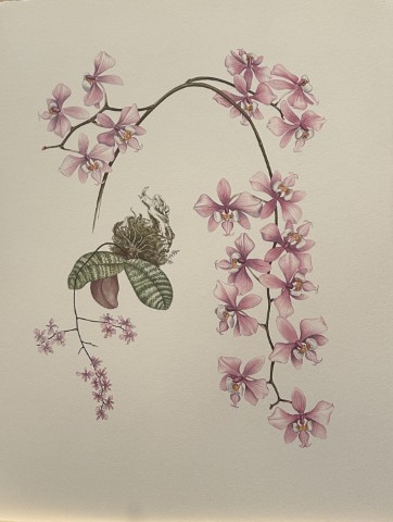 Mary Grierson - Beautiful lithograph of Orchids 1973