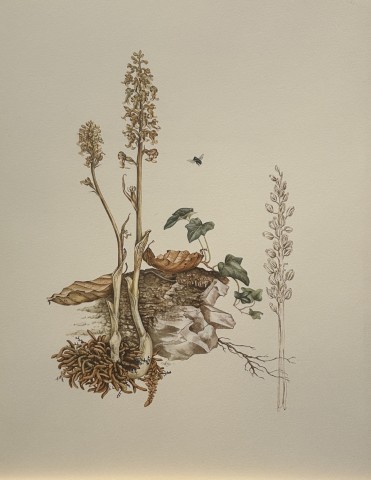 Mary Grierson - Beautiful lithograph of Orchids 1973