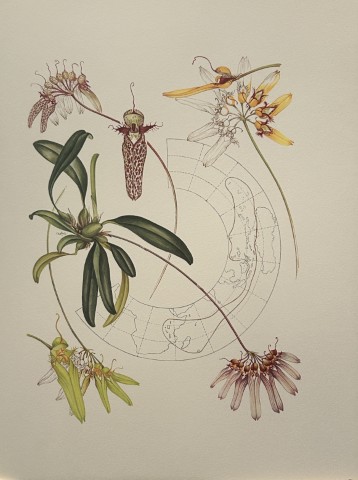 Mary Grierson - Beautiful lithograph of Orchids 1973