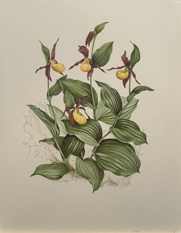 Mary Grierson - Beautiful lithograph of Orchids 1973