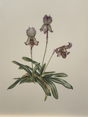 Mary Grierson - Beautiful lithograph of Orchids 1973