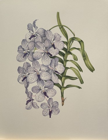 Mary Grierson - Beautiful lithograph of Orchids 1973