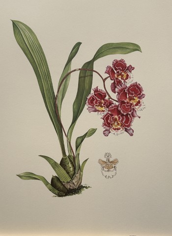 Mary Grierson - Beautiful lithograph of Orchids 1973