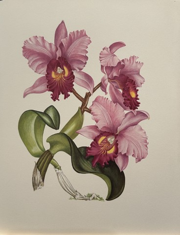 Mary Grierson - Beautiful lithograph of Orchids 1973
