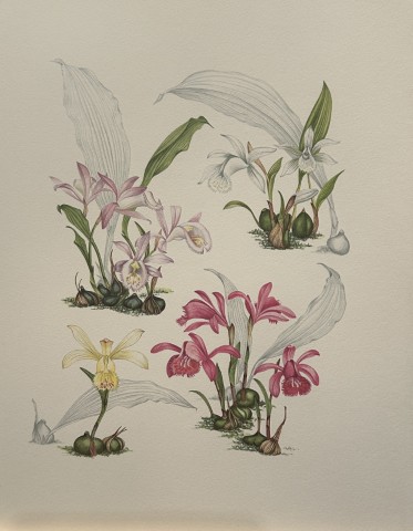 Mary Grierson - Beautiful lithograph of Orchids 1973