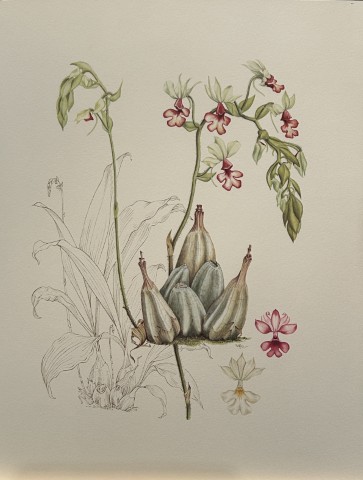 Mary Grierson - Beautiful lithograph of Orchids 1973