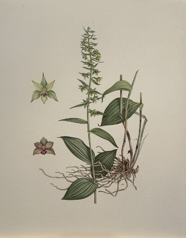 Mary Grierson - Beautiful lithograph of Orchids 1973