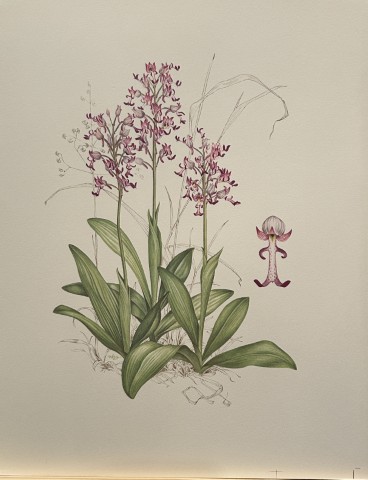 Mary Grierson - Beautiful lithograph of Orchids 1973