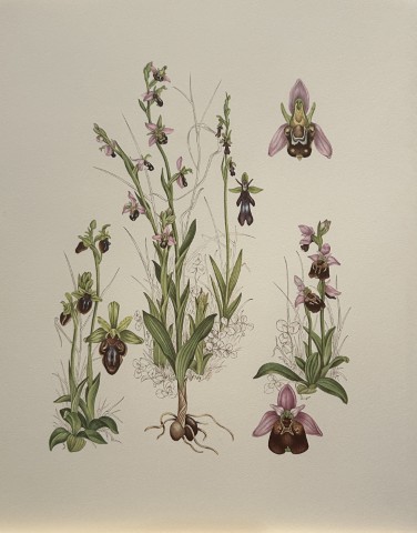 Mary Grierson - Beautiful lithograph of Orchids 1973
