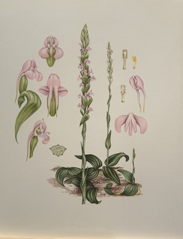 Mary Grierson - Beautiful lithograph of Orchids 1973