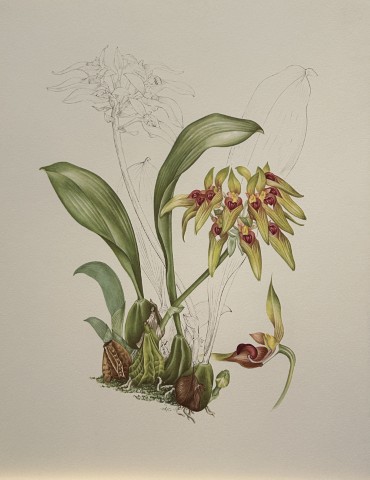 Mary Grierson - Beautiful lithograph of Orchids 1973