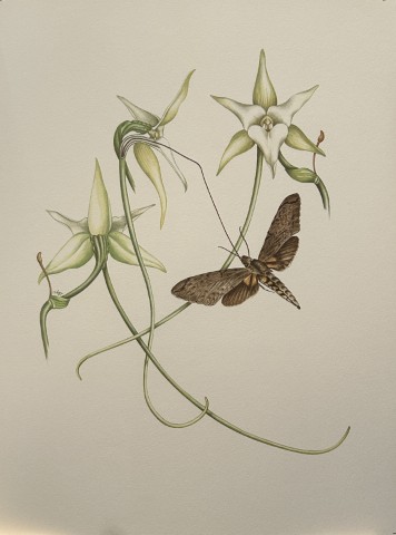 Mary Grierson - Beautiful lithograph of Orchids 1973
