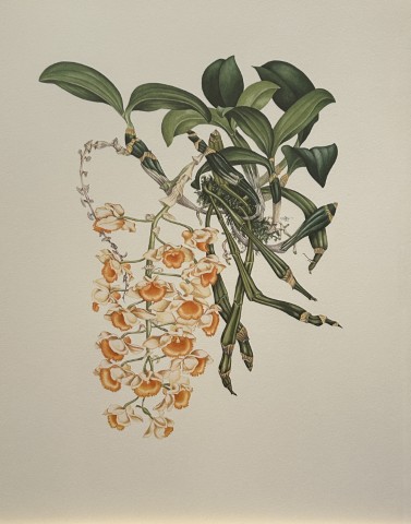 Mary Grierson - Beautiful lithograph of Orchids 1973