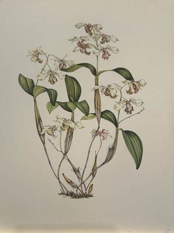 Mary Grierson - Beautiful lithograph of Orchids 1973