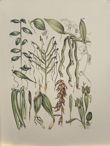 Mary Grierson - Beautiful lithograph of Orchids 1973